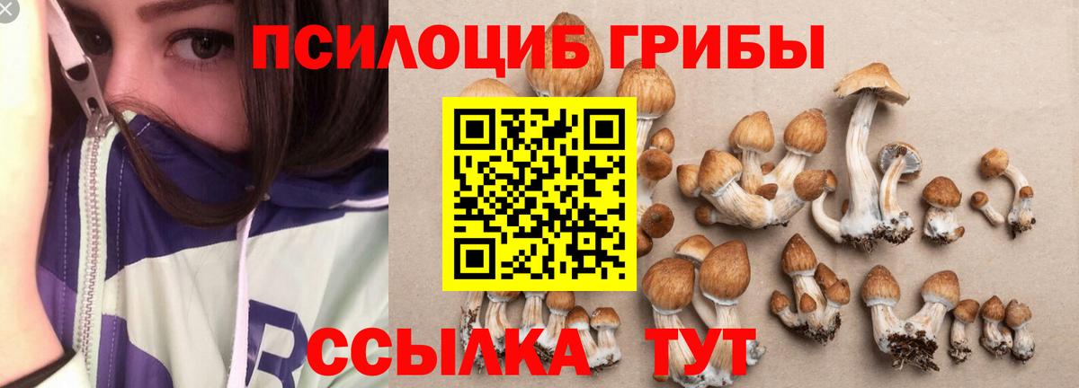 Галлюциногенные грибы Psilocybine cubensis Зерноград