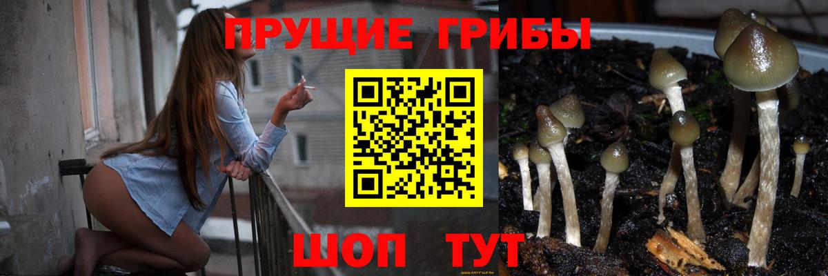 Галлюциногенные грибы Psilocybine cubensis  купить   Галлюциногенные грибы Magic Shrooms  Зерноград  Вход с VPN 